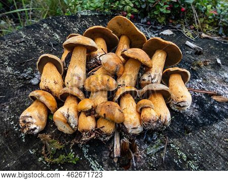 Group Of The Velvet Bolete Or Variegated Bolete (suillus Variegatus) On The Tree Stem In The Forest.