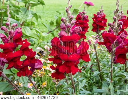 Close-up Shot Of The Snapdragon (antirrhinum Majus) Rocket Flame Flowering With Dark Red Flowers In 