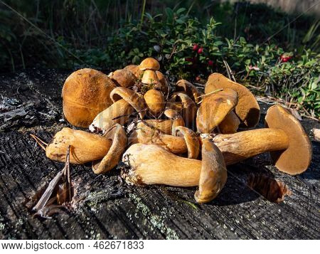 Group Of The Velvet Bolete Or Variegated Bolete (suillus Variegatus) On The Tree Stem In The Forest.