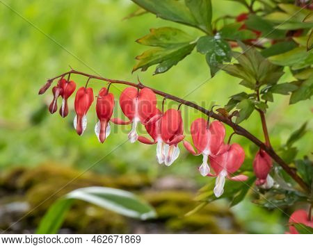 Bleeding Heart (dicentra Spectabilis) 'valentine' Flowering With Puffy, Dangling, Bright Red Heart-s