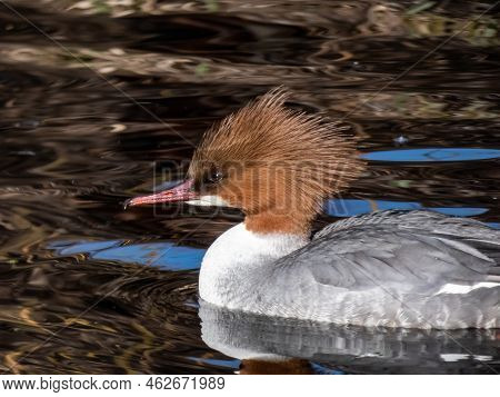 Close-up Shot Of The Female Of Goosander (common Merganser) (mergus Merganser) Swimming In Water In 