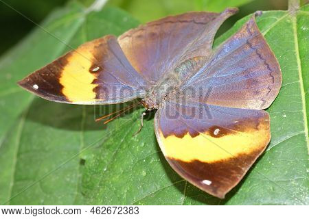 Colorful Closeup On A Neo-tropical Dead Leaf Butterfly, Kallima Inachus, With Open Wings