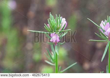 Flower Of A Weasel Snout, Misopates Orontium