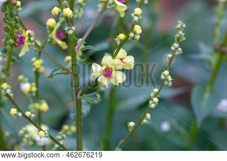 Flowers Of A Nettle-leaved Mullein, Verbascum Chaixii
