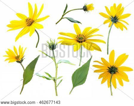 Jerusalem Artichoke Or Sunroot Yellow Flowers, Buds And Leaves Isolated Transparent Png