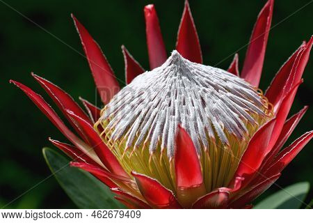 Closeup Of The Large Showy Pink Yellow Little Prince Protea Flower, Protea Cynaroides, Family Protea