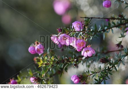 Pink Flowers Of The Australian Native River Rose, Bauera Rubioides, Family Cunoniaceae, Growing In S