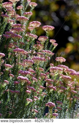 Australian Native Pink Rice Flower Ozothamnus Diosmifolius, Family Asteraceae. Also Known As Sago Fl
