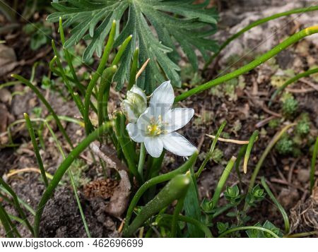 Dwarf Star Of Bethlehem (ornithogalum Oligophyllum) With Erect Flowerstalk Bearing An Open Cluster O