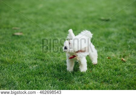 Small Cute Puppy Of Maltese Dog Sitting In The Grass. White Fluffy Fur