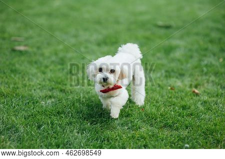 Small Cute Puppy Of Maltese Dog Sitting In The Grass. White Fluffy Fur