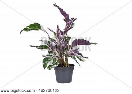 Potted Exotic 'calathea White Fusion' (botanic Name) Prayer Plant Houseplant On White Background