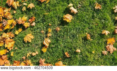 Green Grass In Red, Yellow And Orange Fallen Maple Leaves. Beautiful Lawn After The Last Autumn Mow