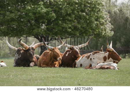 Watusi Rinder