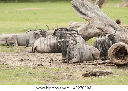 GNU (connochaetes Gnou)