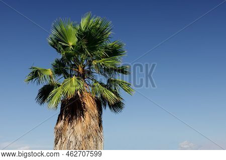 Sabal Palm Trees On A Blue Sky Background. Copy Space