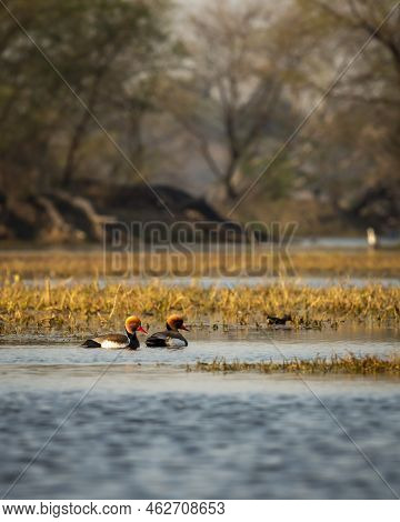 Two Male Red Crested Pochard Or Netta Rufina Family Flock Floating In Blue Water Of Keoladeo Landsca