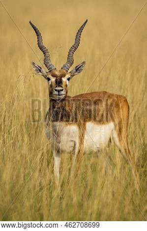 Wild Male Blackbuck Or Antilope Cervicapra Or Indian Antelope Head On With Long Horns Portrait In Na