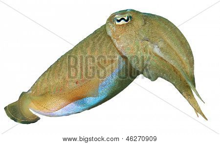 Cuttlefish isolated on white background