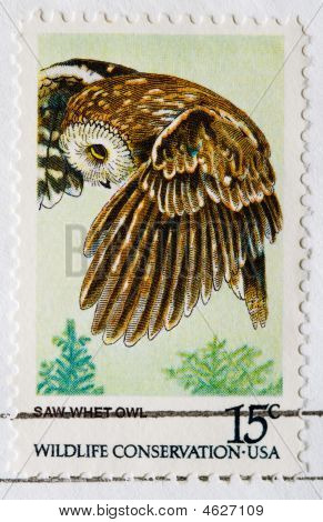 Widziałem zaostrzy sowa