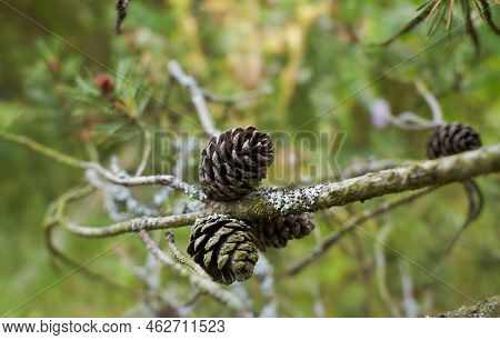 Foliose Lichen On Fir Branch B B