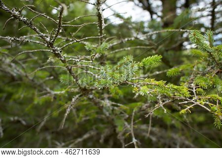 Foliose Lichen On Fir Branch C Fc