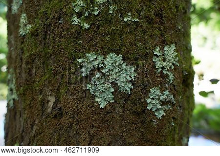 Foliose Lichen On Fir Branch C Fc