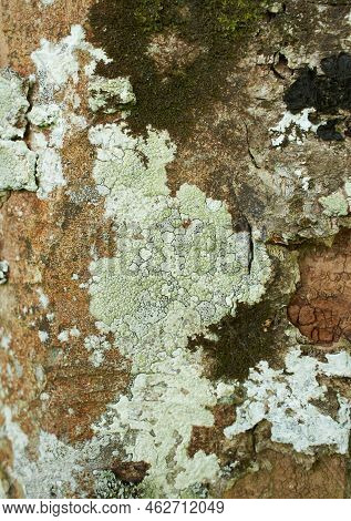 Foliose Lichen On Fir Branch C Fc