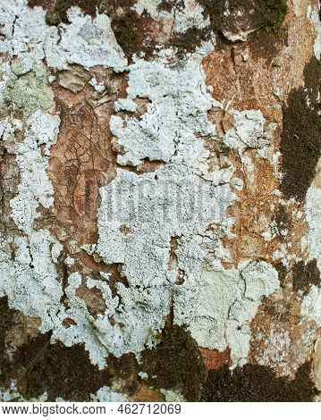 Foliose Lichen On Fir Branch C Fc