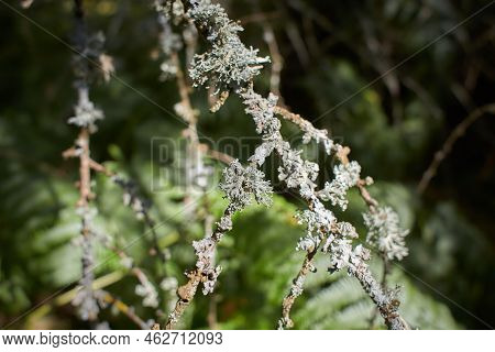Foliose Lichen On Fir Branch C Fc