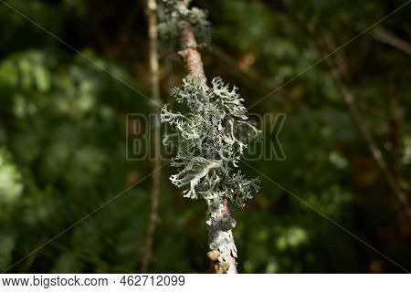Foliose Lichen On Fir Branch C Fc