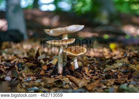 Group Of Amanita Muscaria Regalis Growing On A Forest During Autumn. Toadstool In The Forest In Wund