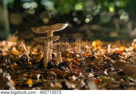 Group Of Amanita Muscaria Regalis Growing On A Forest During Autumn. Toadstool In The Forest In Wund