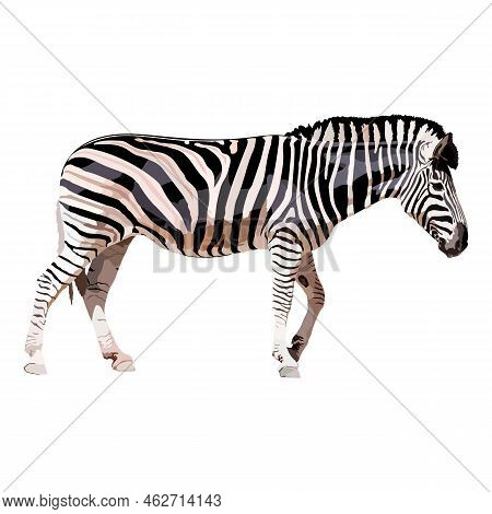 Zebra Colored Drawing Realistic. Vector Illustration Wild Animal.