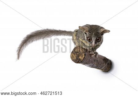 Adorable South African Bushbaby Aka Galago Moholi Or Nagapie, Sitting  On Branch. Tail Side Ways And