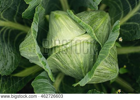 Fresh Ground-cabbage In The Garden Close-up, Textured Natural Background.