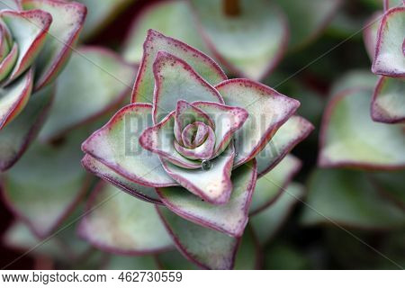 Leaves Of Crassula Perforata