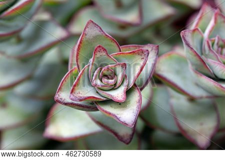 Leaves Of Crassula Perforata, A Succulent Pant From South Africa.