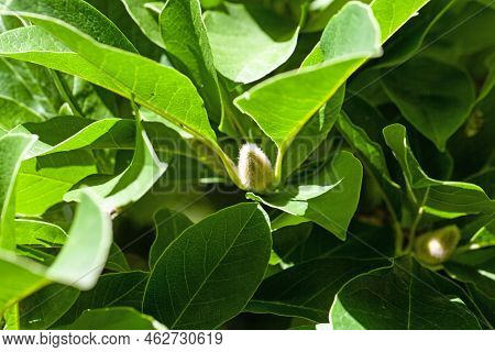 Foliage Of A Tupelo, Nyssa Sylvatica