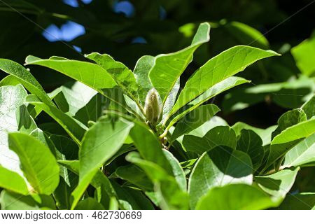 Foliage Of A Tupelo, Nyssa Sylvatica