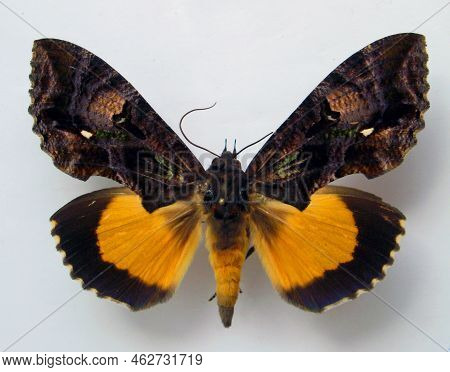 Butterfly Isolated On White. Beautiful Yellow Brown Moth Eudocima From Africa Macro. Noctuidae. Coll
