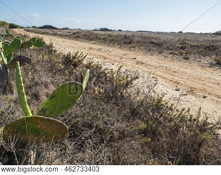 Dirt Road With Opuncia Cactus In Arid Landscape At South Of Portugal, Rota Vicentina Coast, Almograv