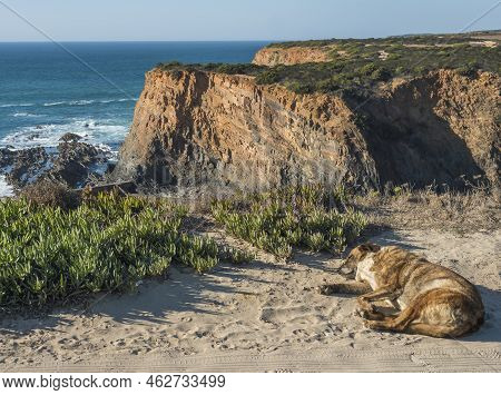 Old Beige Furry Dog Sleeping On The Sand Of Dirt Road At Fishing Port Entrada Da Barca On Backround 