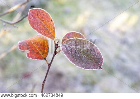 Autumn Yellow Leaf On A Branch In The Needles Of Frost. Morning Frost. Rime. Late Autumn.