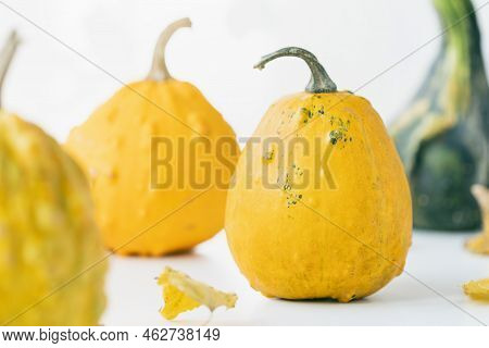 Small Yellow, Orange And Green Decorative Pumpkins And Leaves On White Background. Fall Season, Hall