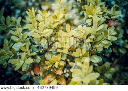 Bright Green Foliage Boxwood Buxus Sempervirens As The Natural Backdrop. Boxwood Wall In Natural Con