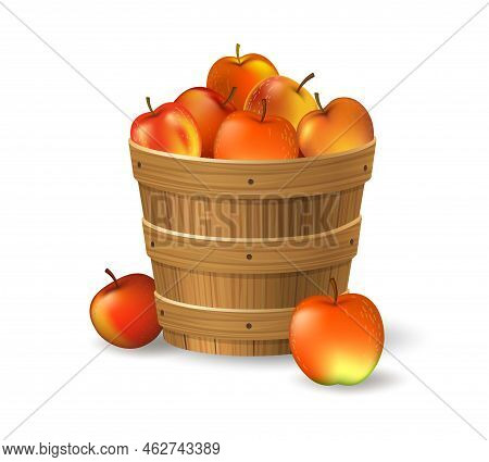 Apples Bucket. Apple Wooden Basket Garden Autumn Harvest, Healthy Orchard Fruits In Wood Pail Isolat