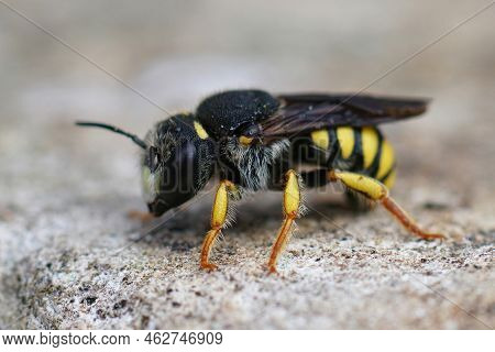 Detailed Closeup On A Male Mediterranean Small Black-tailed, Small-woolcarder Solitary Bee, Pseudoan