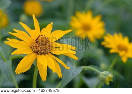 Yellow Flowers Of Tithonia Diversifolia (mexican Sunflower Or Nitobe Chrysanthemum) Blooming In Gard