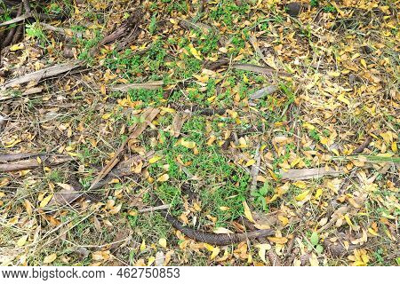 Diversity On Ground Of The Garden.it Have Bug, Leaves And Small Life That Can See And Not. Many Leav